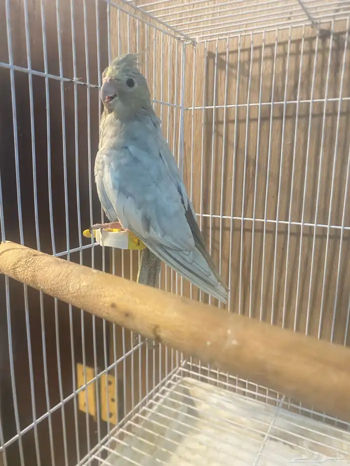 اندر طفره في الكروان انثى اميرالد 6