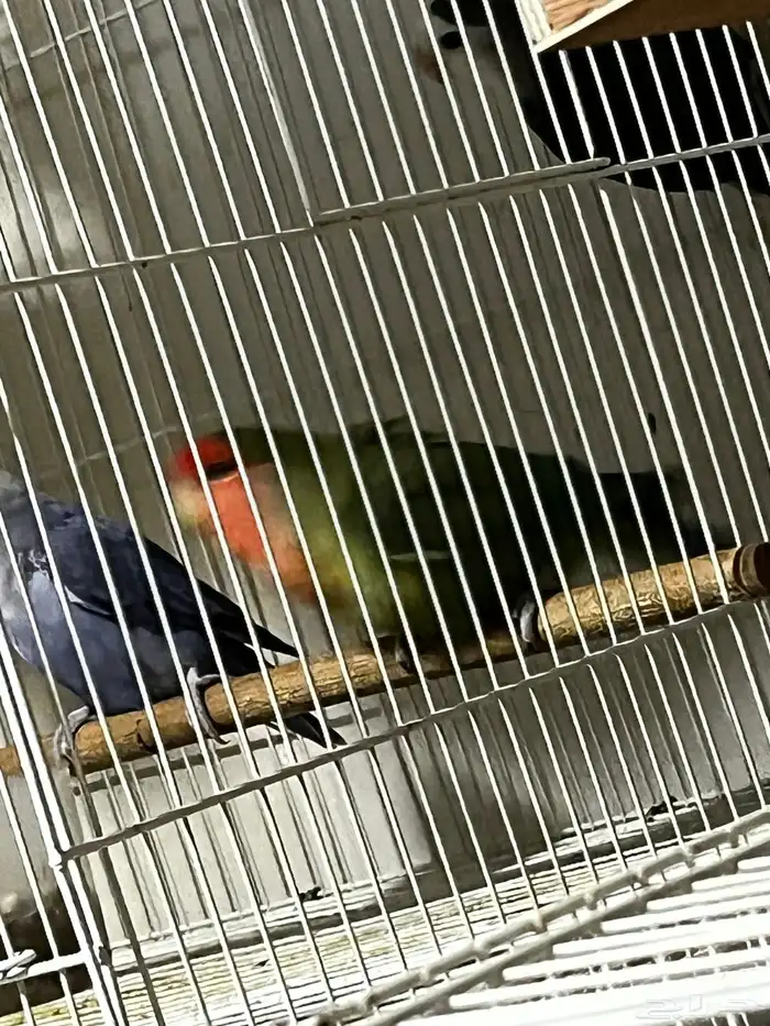 ذكر روز لونق فذر حجم توب ماشاء الله 0