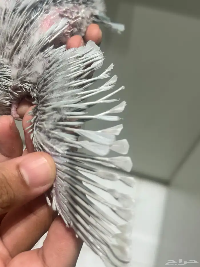 فرخ كويكر دايلت عيون حمراء ( تم البيع) 1