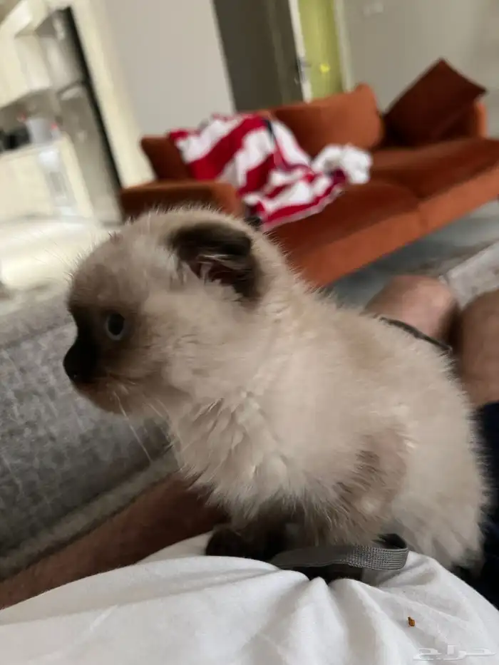 قطوة همالايا سكوتش اصلي انثى انثى 1