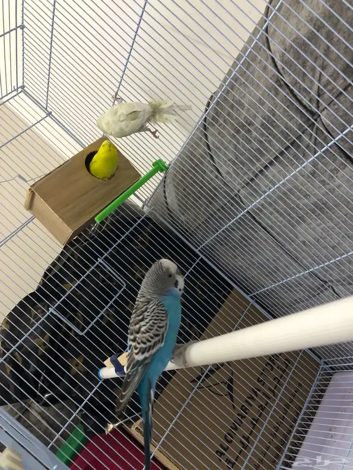 طيور الحب 10