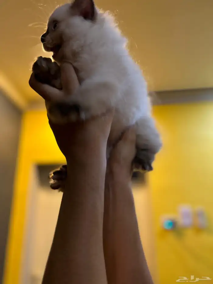 قطوتين للبيع 12