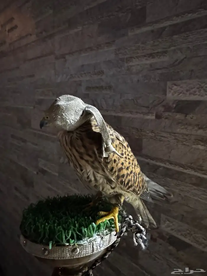 طير بأشق للبيع 0