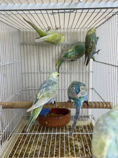 بادجي رينبو index