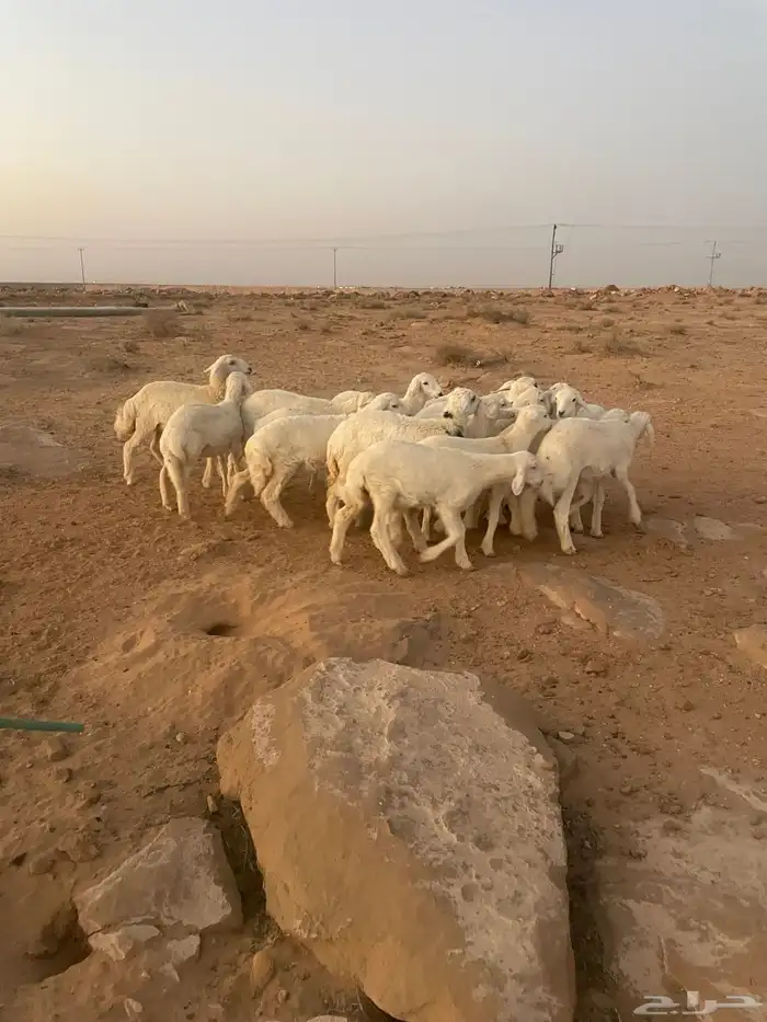 رخال حريات مقاني 4