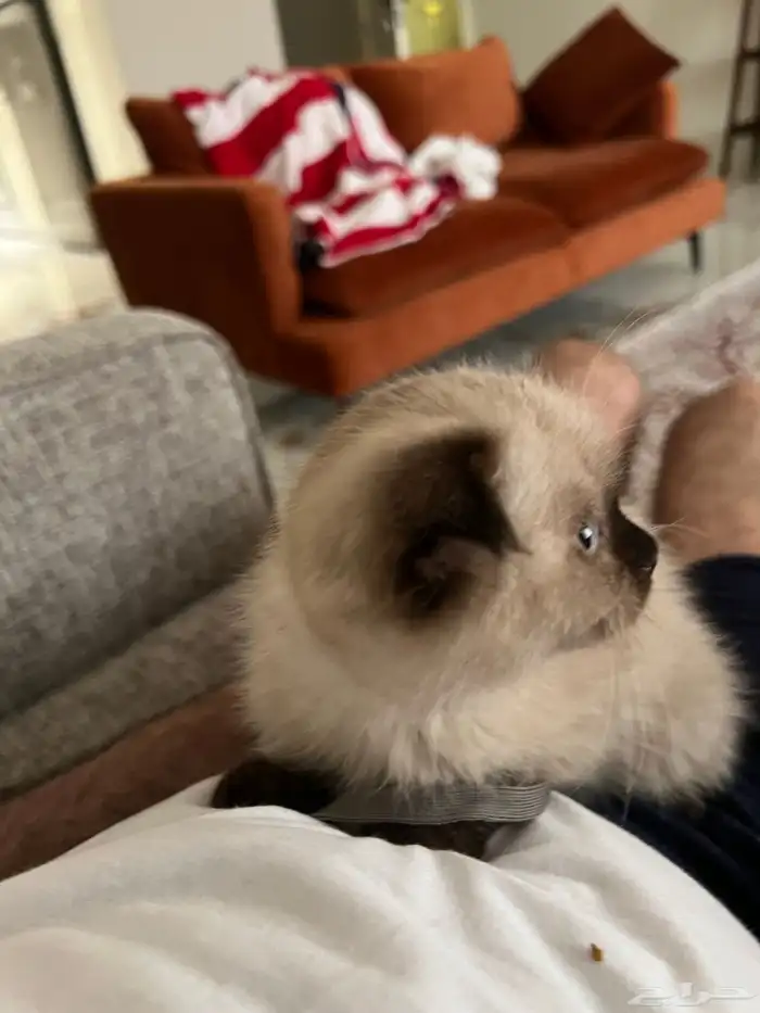 قطوة همالايا سكوتش اصلي انثى انثى 4