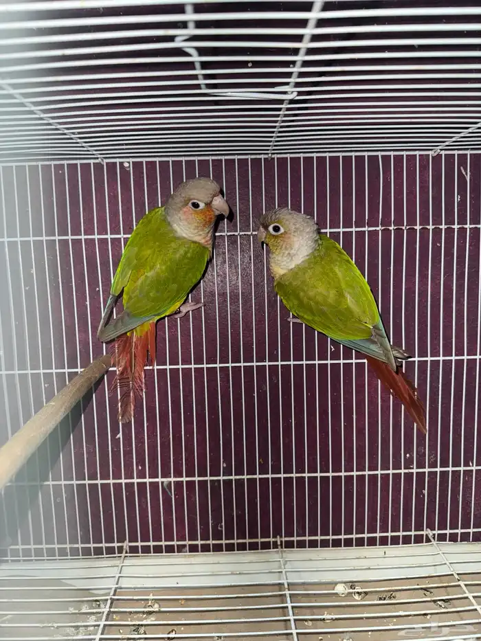 للبيع حبتين كنيور مجهول الجنس السوم من 500 البيع بدون ملحقا 4