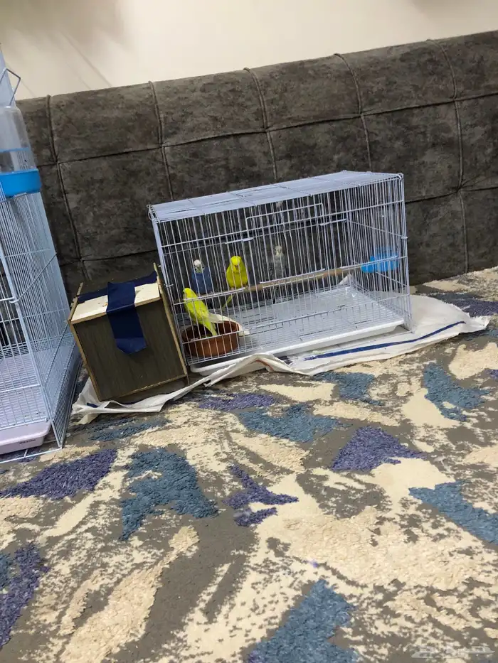 طيور الحب 15