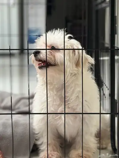 كلب مالتيز - انثى للبيع index