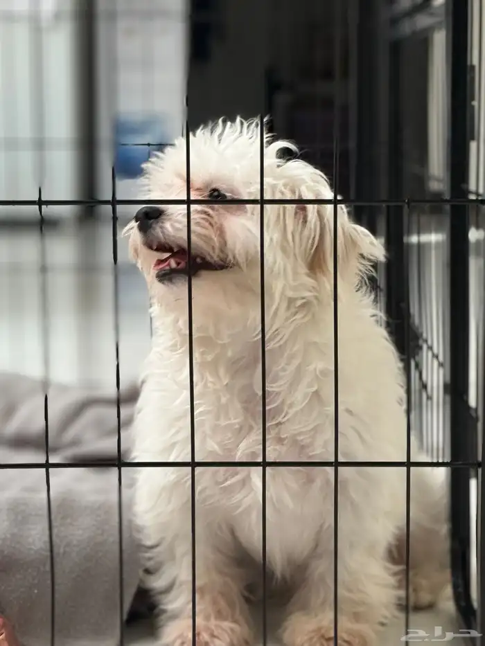 كلب مالتيز - انثى للبيع 1