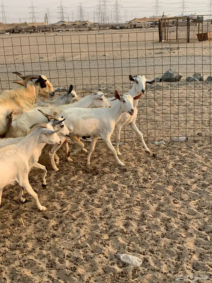 للبيع معزا بيشيات مواليد( تم البيع 7