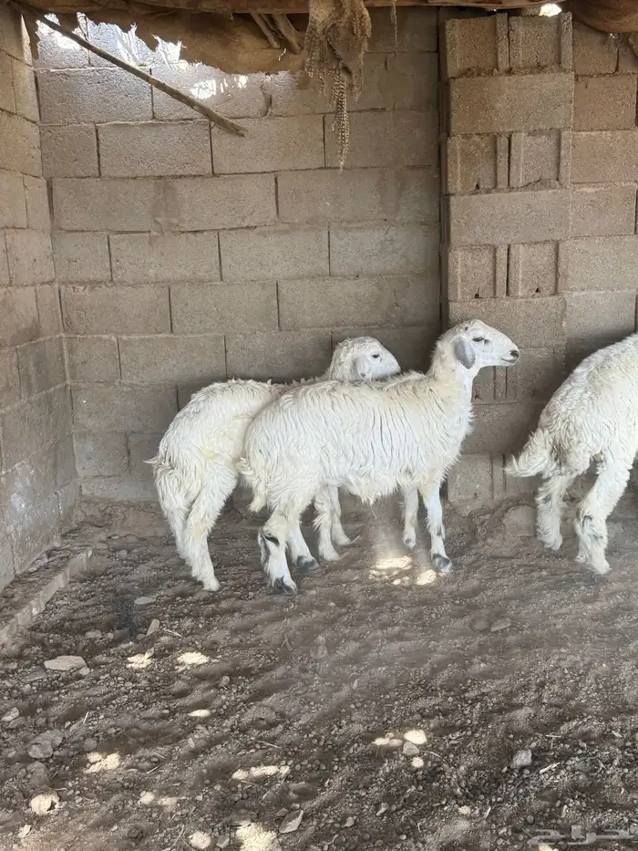 طليان فل الفل شحم من انتاج مراحي 1