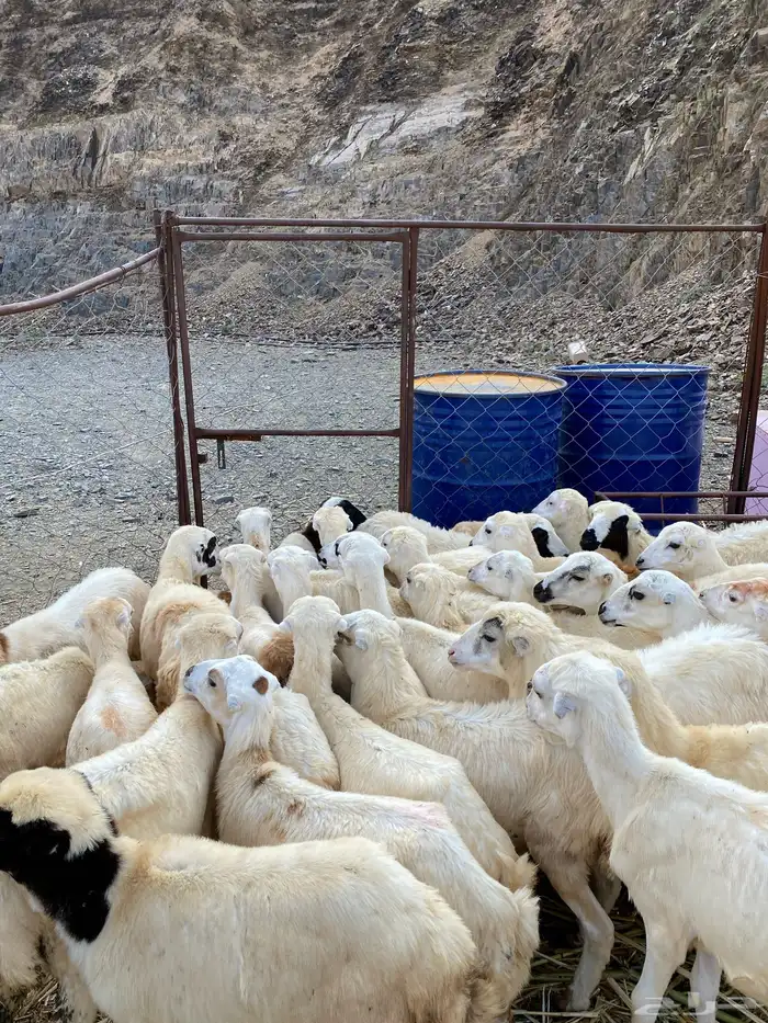 رخال رفيديات 2