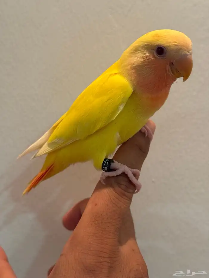 للبيع طيور روز اليفات ( تم البيع ) 2