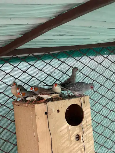 طيور مشكله للبيع index