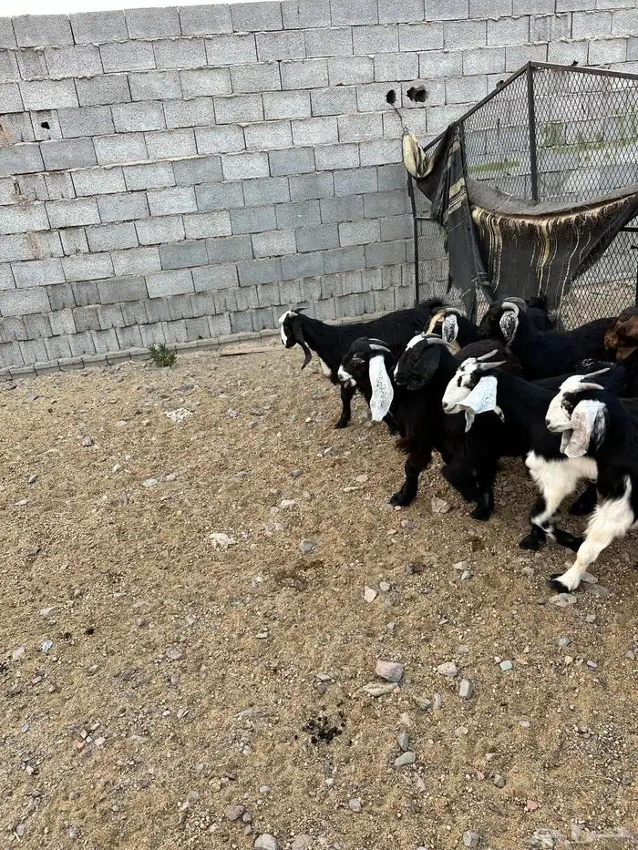 ذبائح الأكحل 23