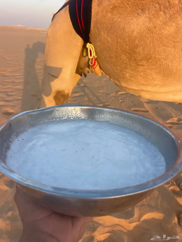 خلفه هجن طيبه وهديه وتحتها بكره فحل منتج 1