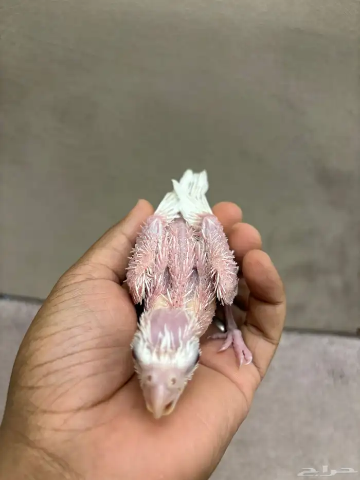 فروخ كروان البينو و لاتينو 6