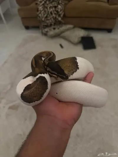 بول بايثون index