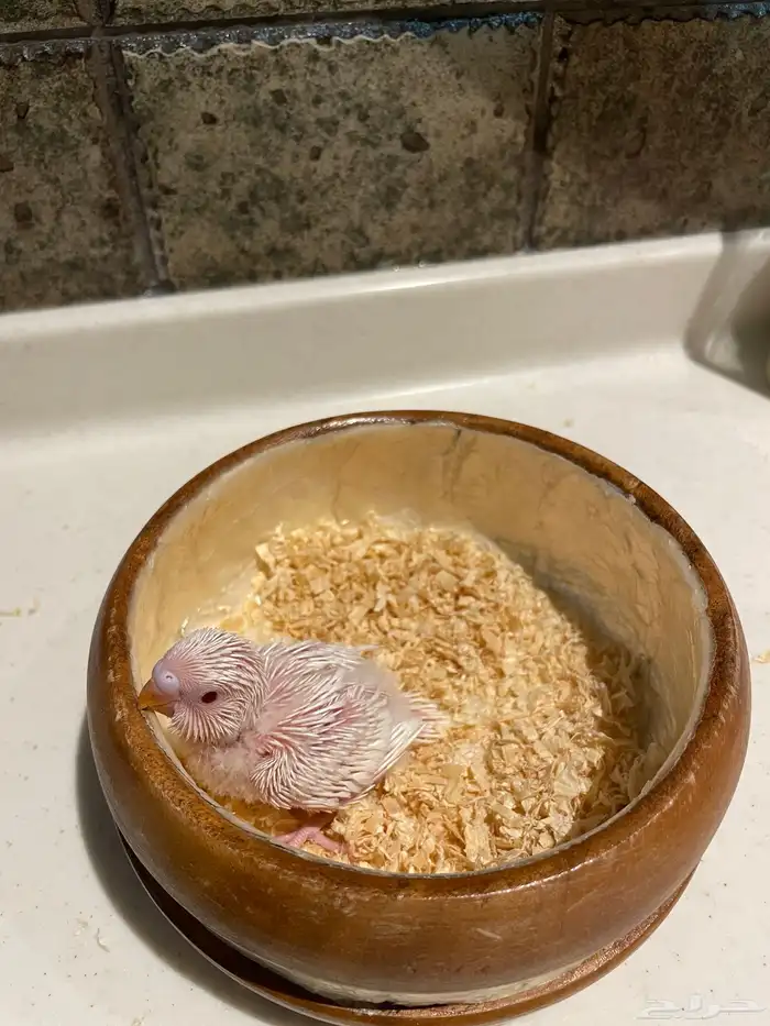 فروخ بادجي 1