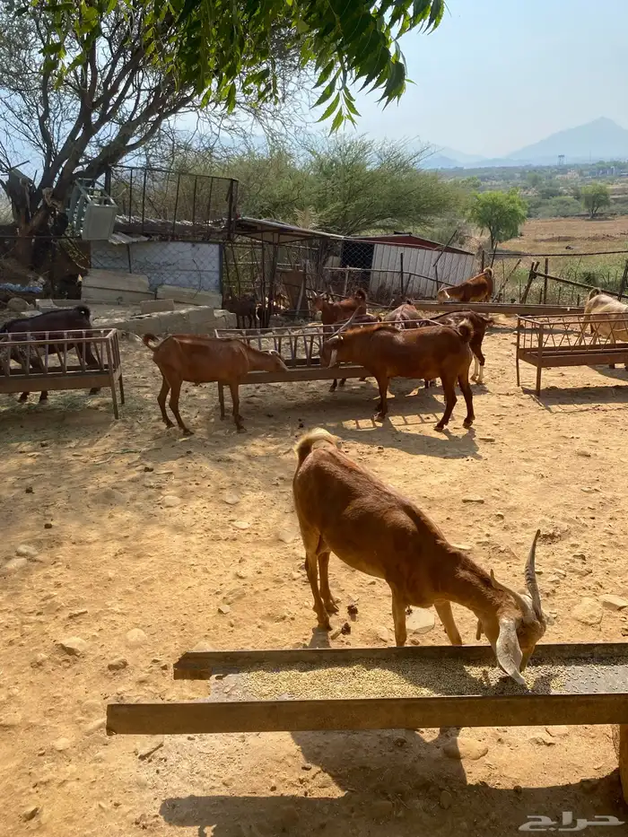 ماعز دفيع مقنى للبيع تم البيع تم البيع تم البيع 1