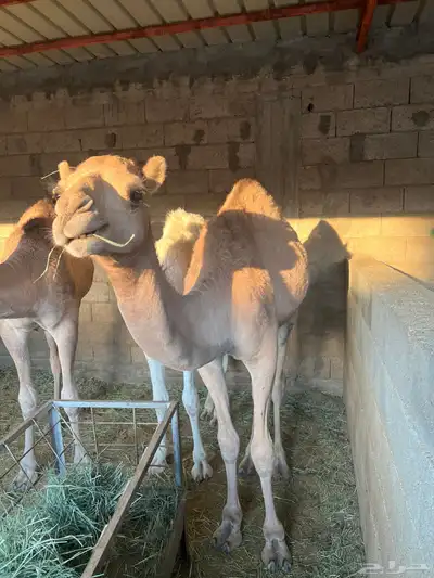 حشوان للبيع index