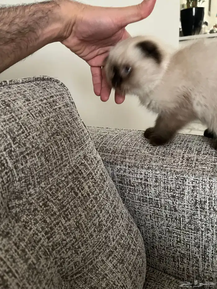 قطوة همالايا سكوتش اصلي انثى انثى 8