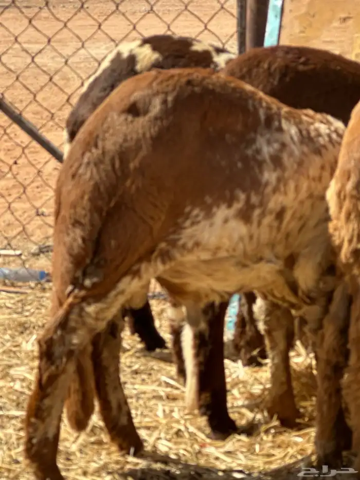 سواكنيات ورفيديات عمر 4 شهور مرابي 20