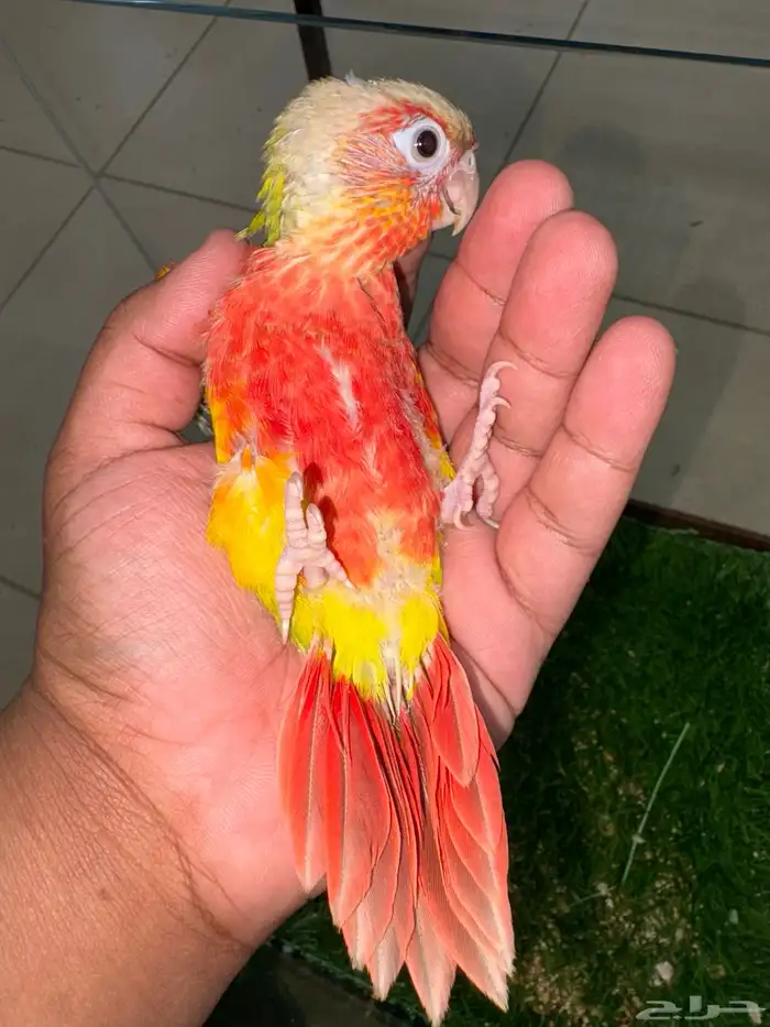 فرخ كنيور غر دبل رد فاكتور رد فيس وفيه طفرة يلو بايد 1