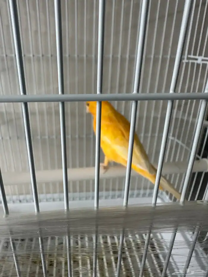 كناري سوري تشرط تغريد 1