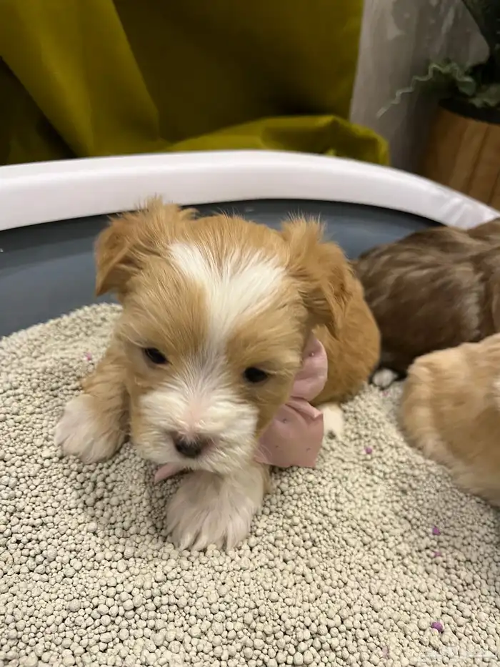 كلبة زينه للبيع معها عياله 3