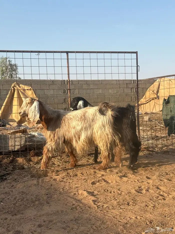 معزا دفيع رباع وجذعه 0