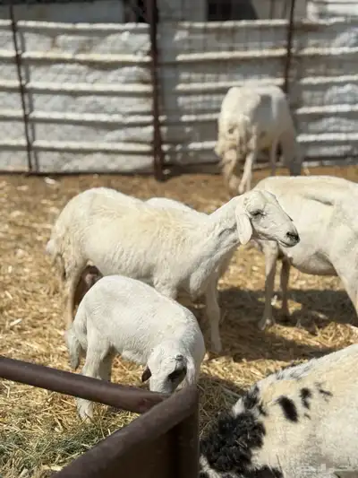 ضان ولد 6 معها 5 index