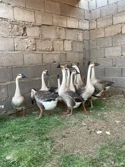 وز عراقي index