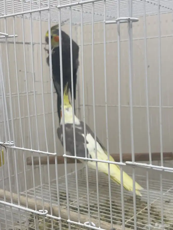 عدد 14 طير كروان للبيع جميع مع اقفاصهم و اكلهم و البياضات 2