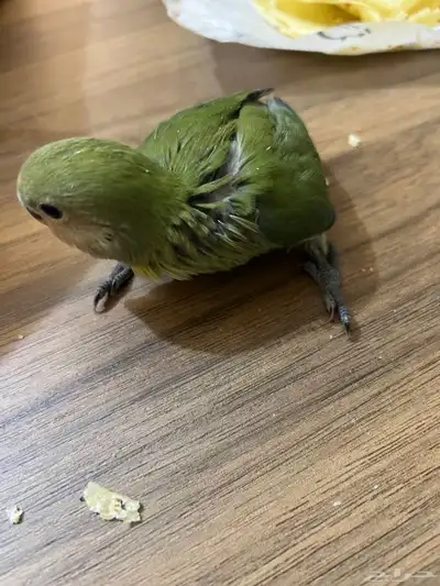 فروخ ببغاء روز index