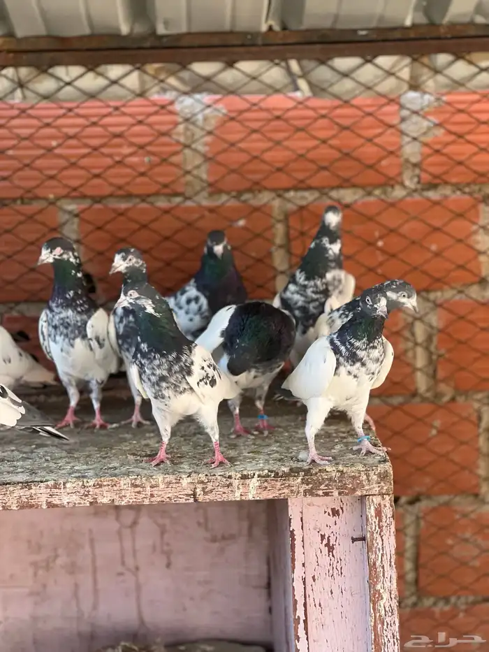 حمام بكستاني تيدي(تم البيع ) 8