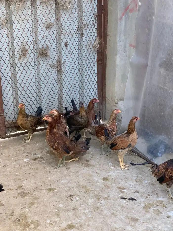 دجاج بلدي اصيل فري وماكنتوش( تم البيع. ) 0