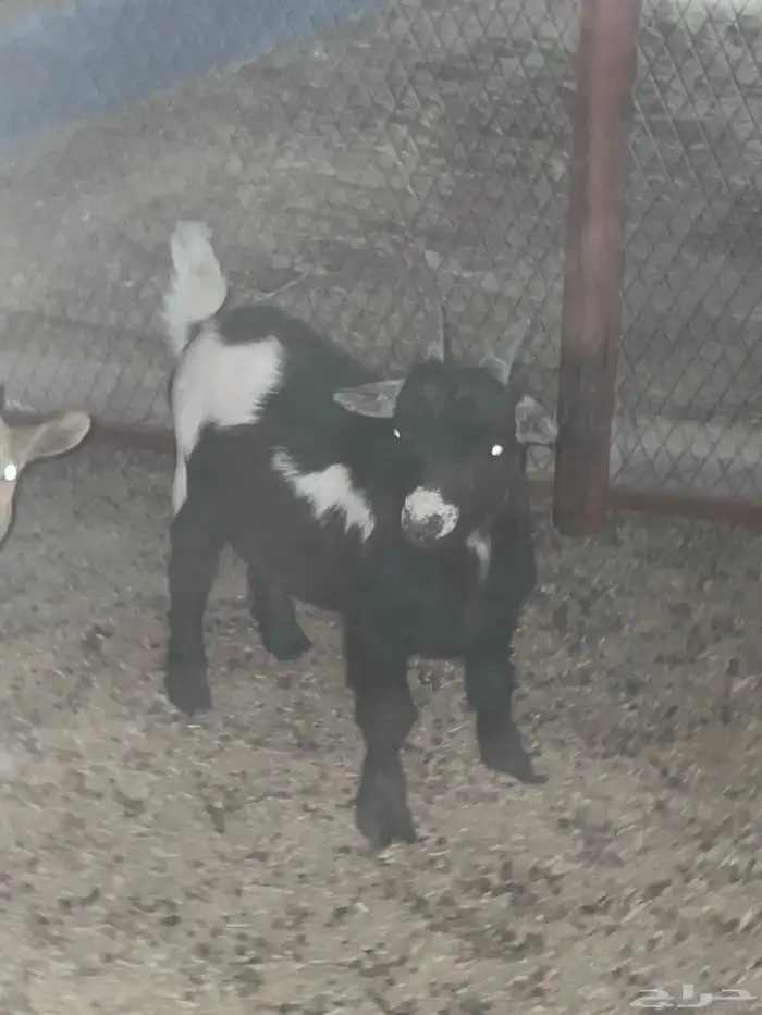 للبيع تيس قزمي 2