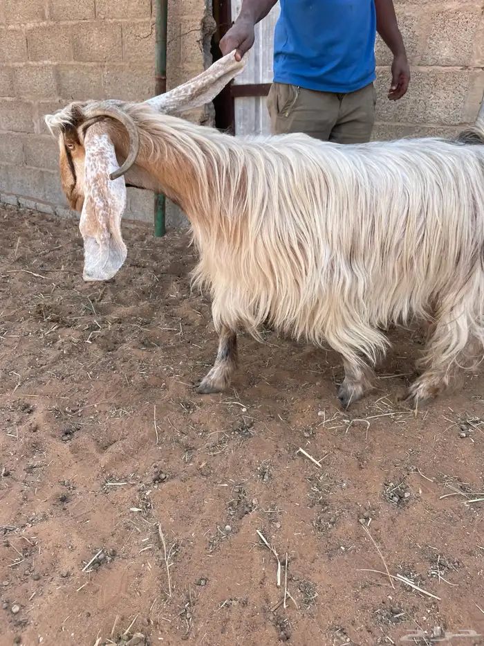 معزاء عوارض 12