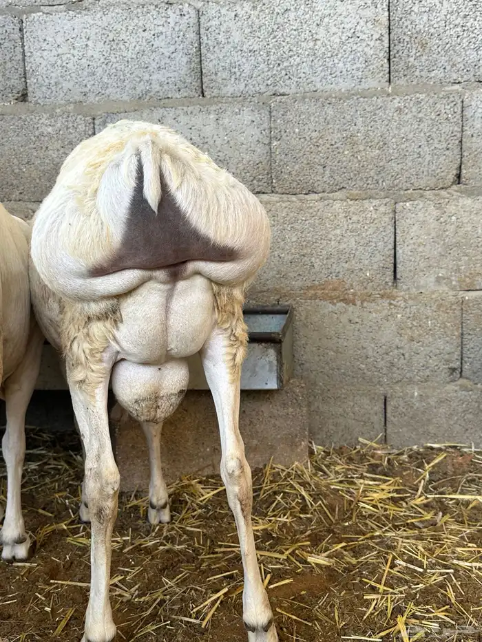 رفيديات وبرابر مرابي طب وتخير 15