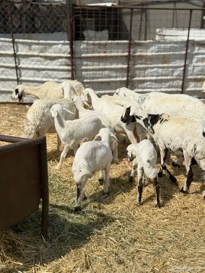 ضان ولد 6 معها 5 index