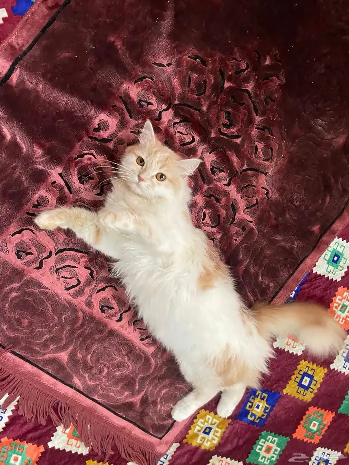 قطه اسمها كرميل عمرها سنه تقريبا 0