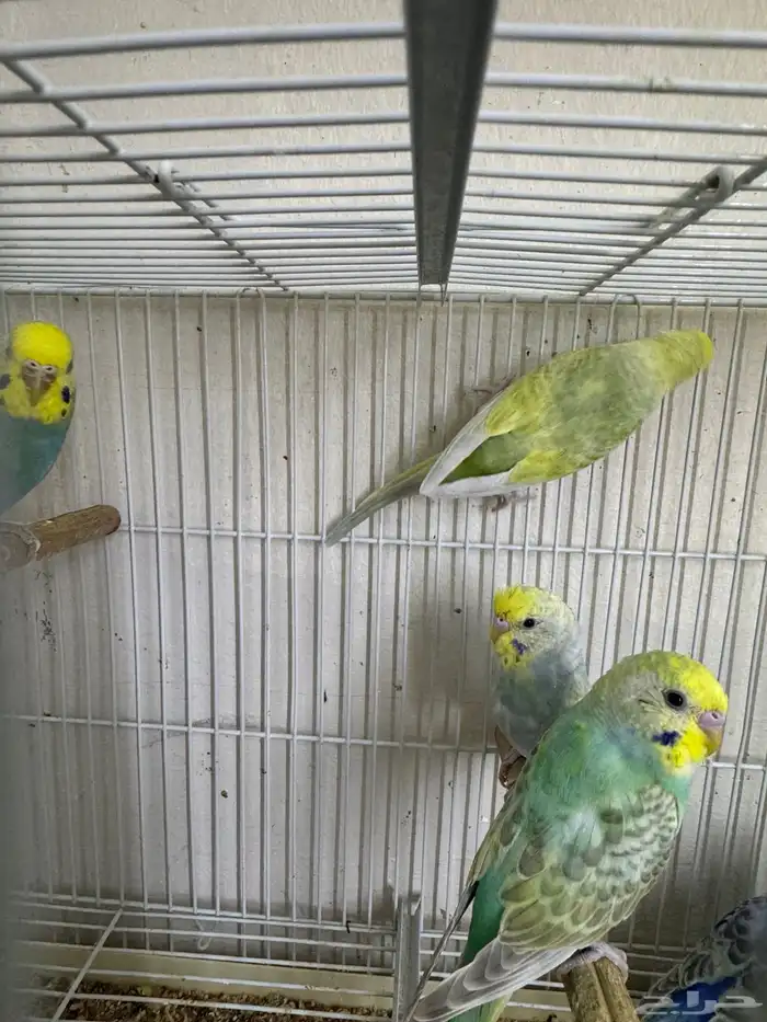 بادجي رينبو 3