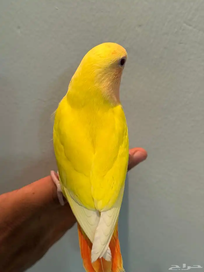 للبيع طيور روز اليفات ( تم البيع ) 8