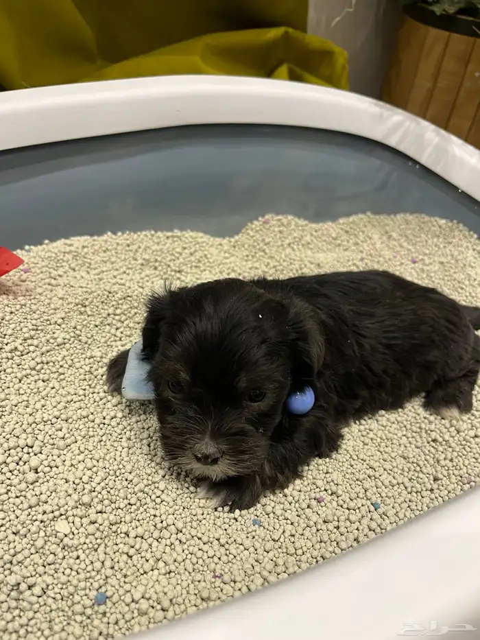 كلبة زينه للبيع معها عياله 8