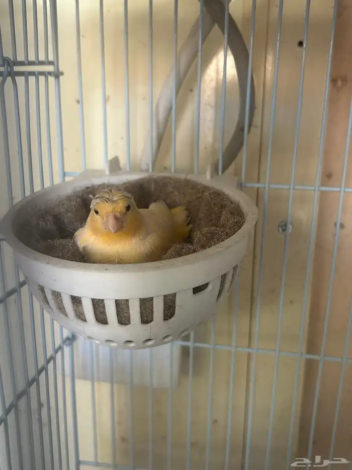 انثى كناري جزريه كرست (( تم البيع )) 1