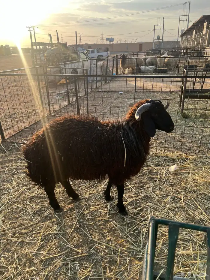 للبيع خرفان نعيم 1