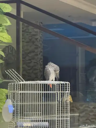 كاسكو للبيع عمره سنتين ونص واليف ومتكلم جدا ويوجد مقاطع index