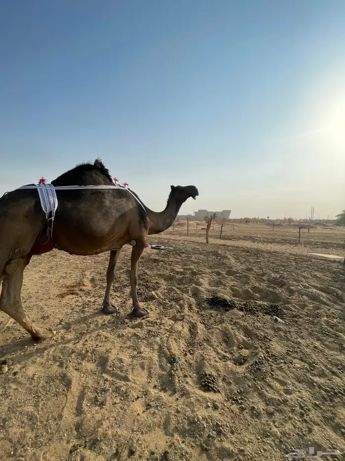 عشراء طييبة اا 2